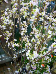 サクラサク｜「花やす」　（神奈川県川崎市麻生区の花キューピット加盟店 花屋）のブログ